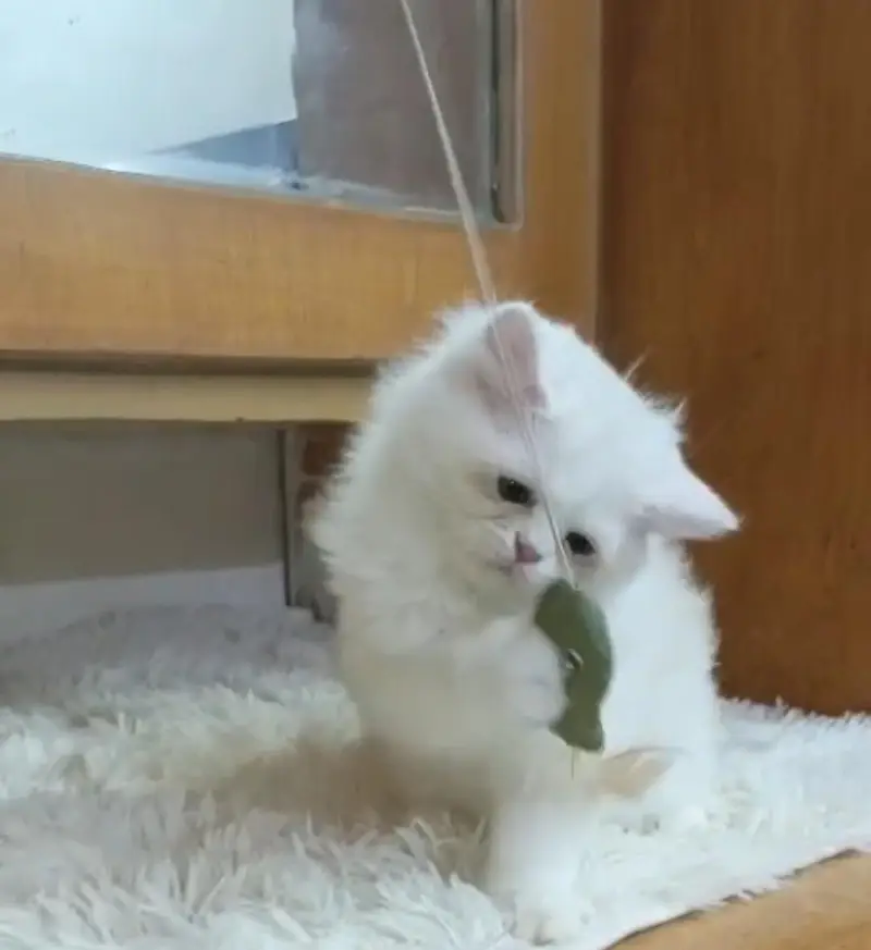 persian kittens/ female,/triple coat/home breed/cat/kitten — photo 7