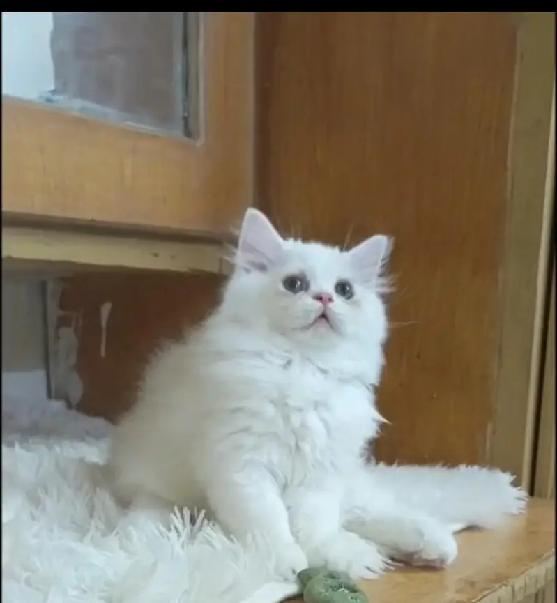 persian kittens/ female,/triple coat/home breed/cat/kitten — photo 8