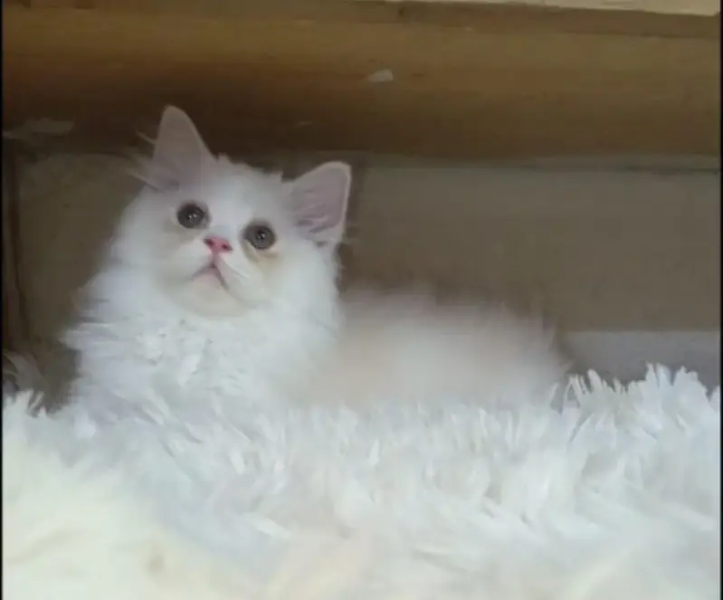 persian kittens/ female,/triple coat/home breed/cat/kitten — photo 9