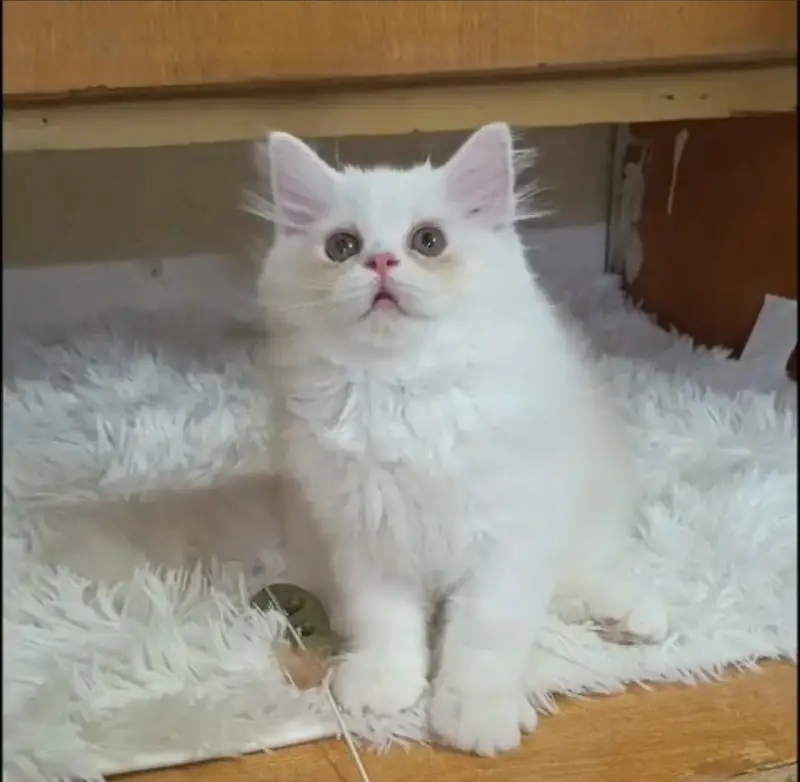 persian kittens/ female,/triple coat/home breed/cat/kitten — photo 10