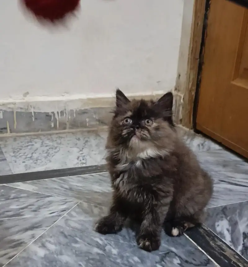 persian kittens/ female,/triple coat/home breed/cat/kitten — photo 12