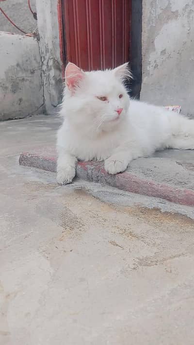 I'm selling my persion cat