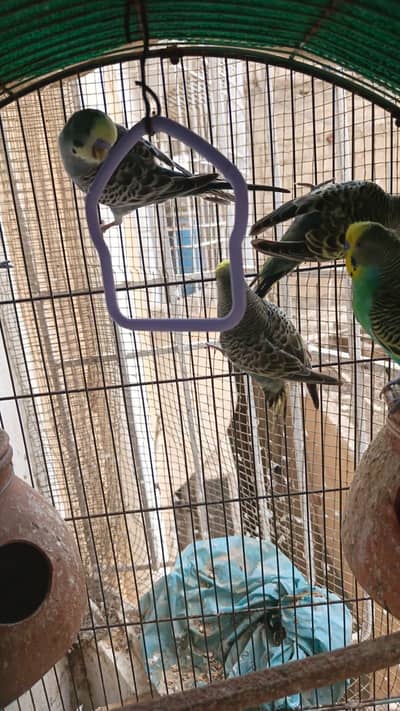 some Budgies and Rosicolli for sale