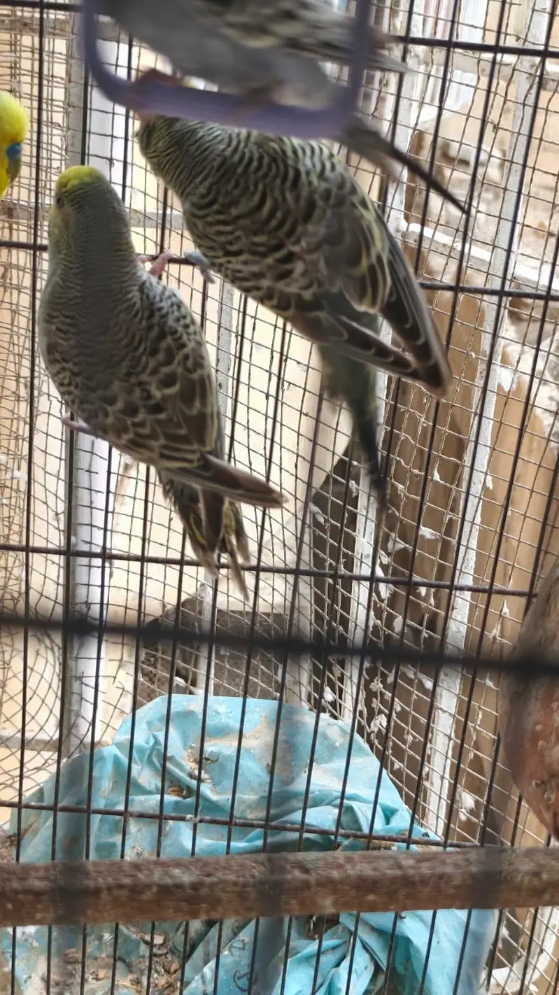 some Budgies and Rosicolli for sale — photo 2