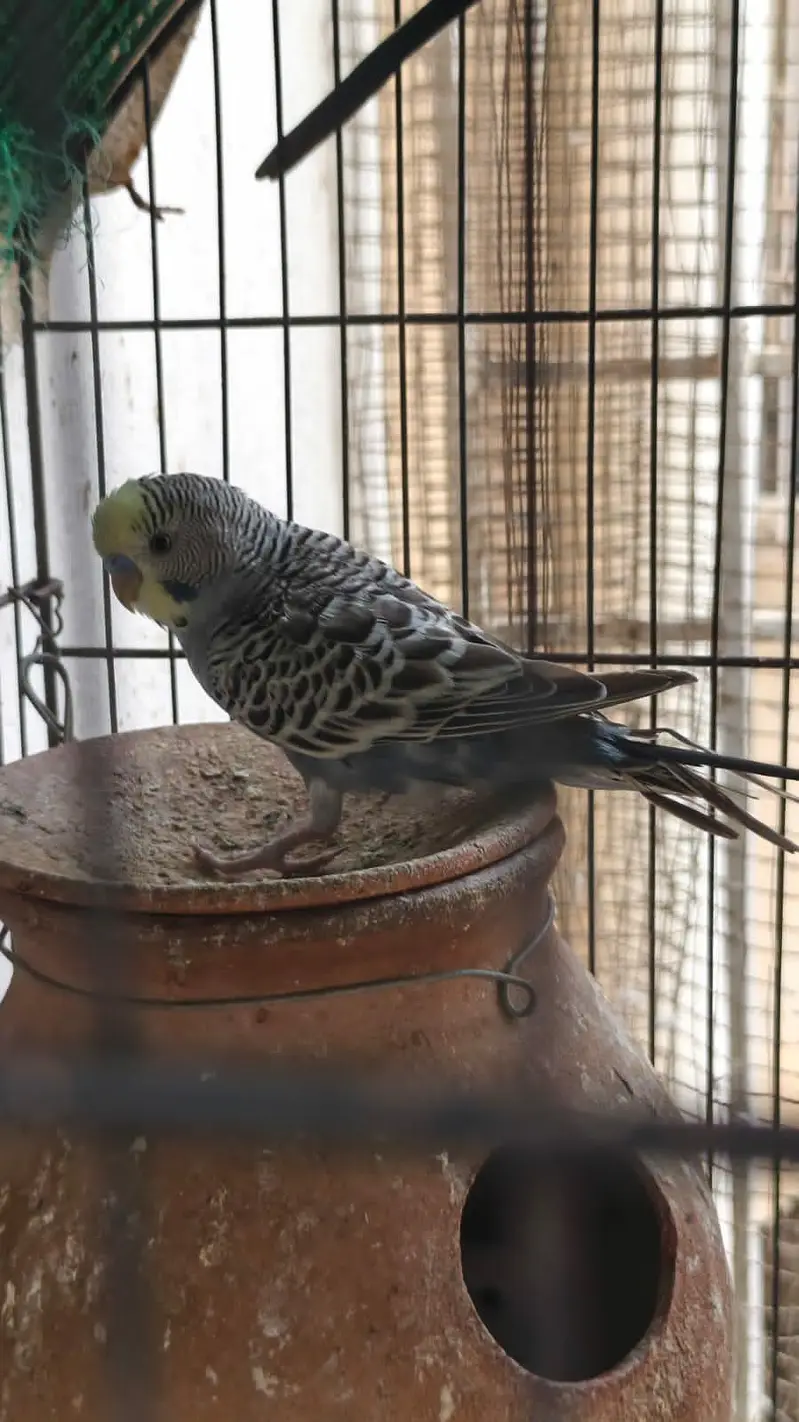 some Budgies and Rosicolli for sale — photo 3