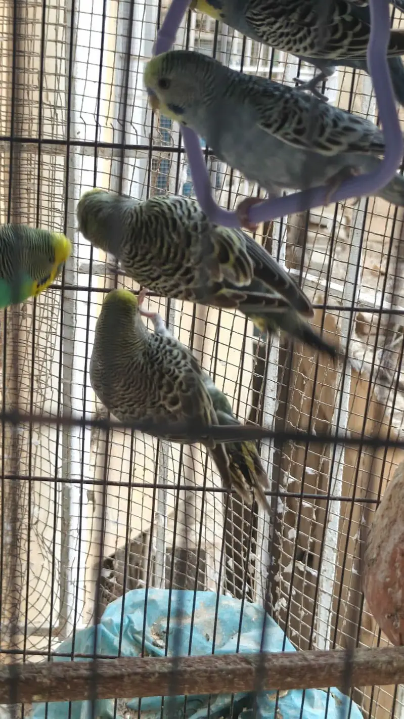 some Budgies and Rosicolli for sale — photo 4
