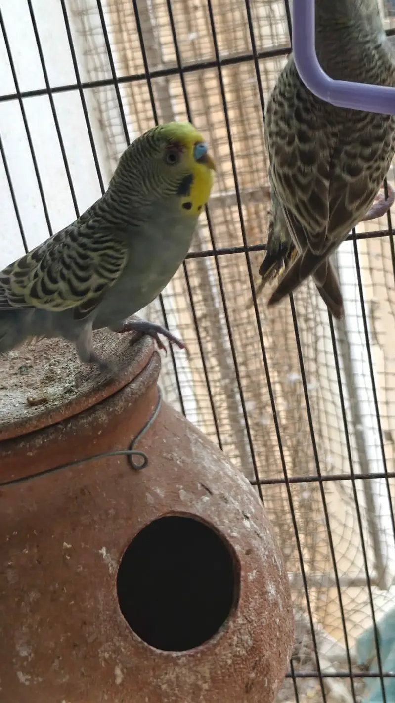 some Budgies and Rosicolli for sale — photo 5
