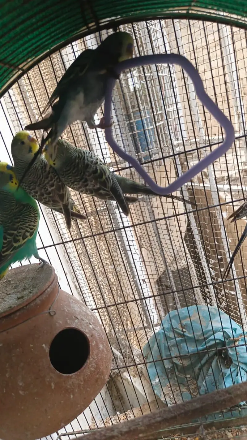 some Budgies and Rosicolli for sale — photo 6