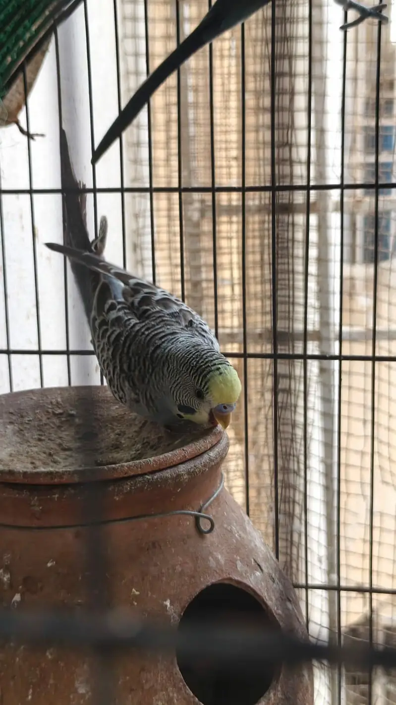 some Budgies and Rosicolli for sale — photo 7