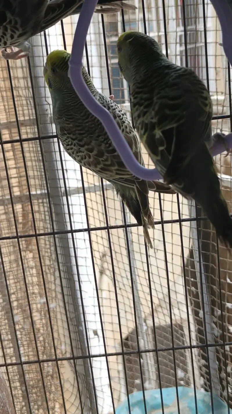 some Budgies and Rosicolli for sale — photo 8