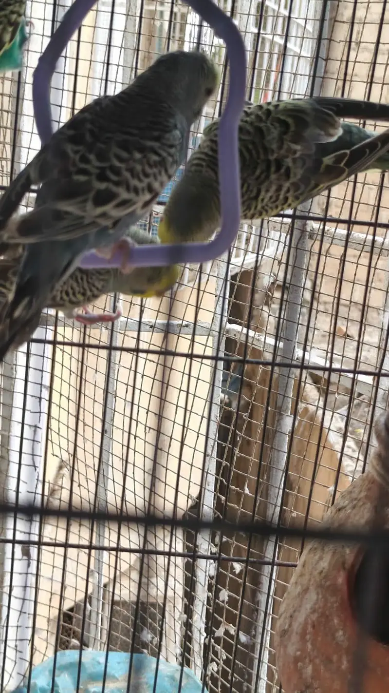 some Budgies and Rosicolli for sale — photo 9