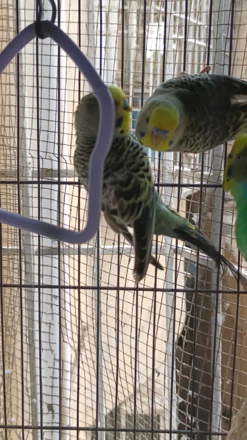 some Budgies and Rosicolli for sale — photo 10
