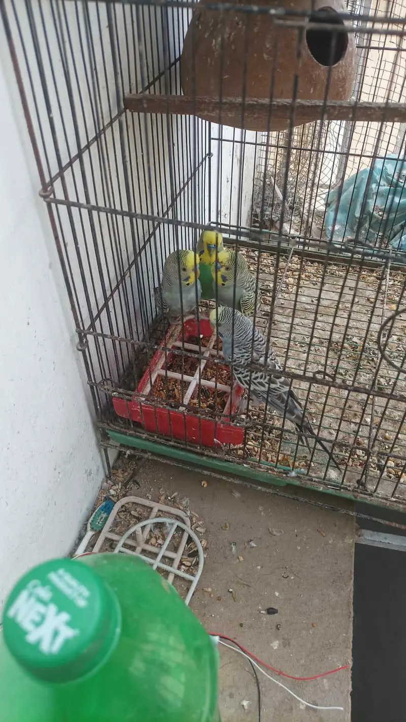some Budgies and Rosicolli for sale — photo 11
