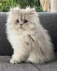 Kitens | Persian Kittens | Fluffy Triple Coated Kittens For Sale