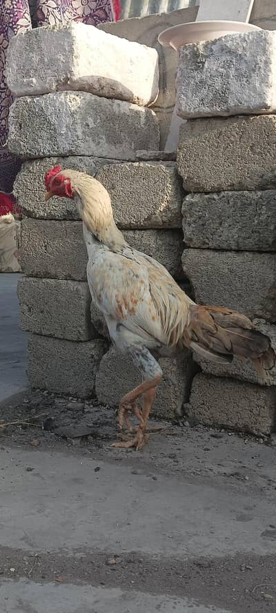 4 Aseel Nasali Murgy | Different Prices
