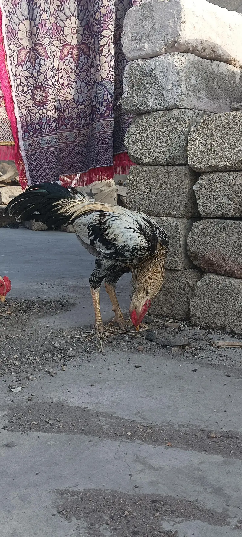4 Aseel Nasali Murgy | Different Prices — photo 2