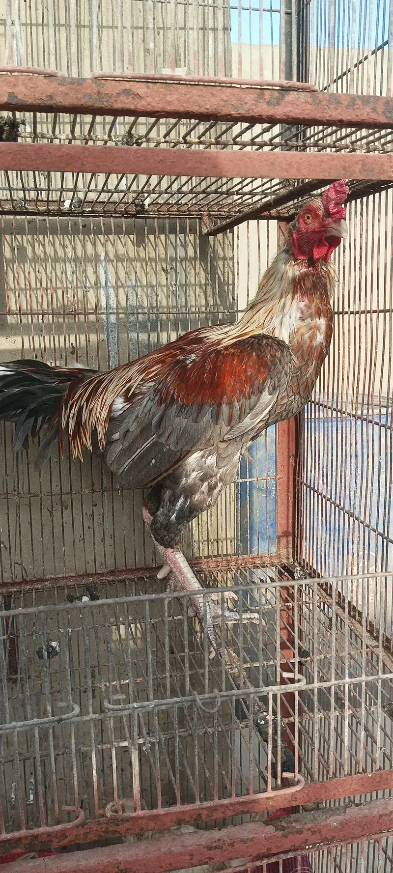 4 Aseel Nasali Murgy | Different Prices — photo 3