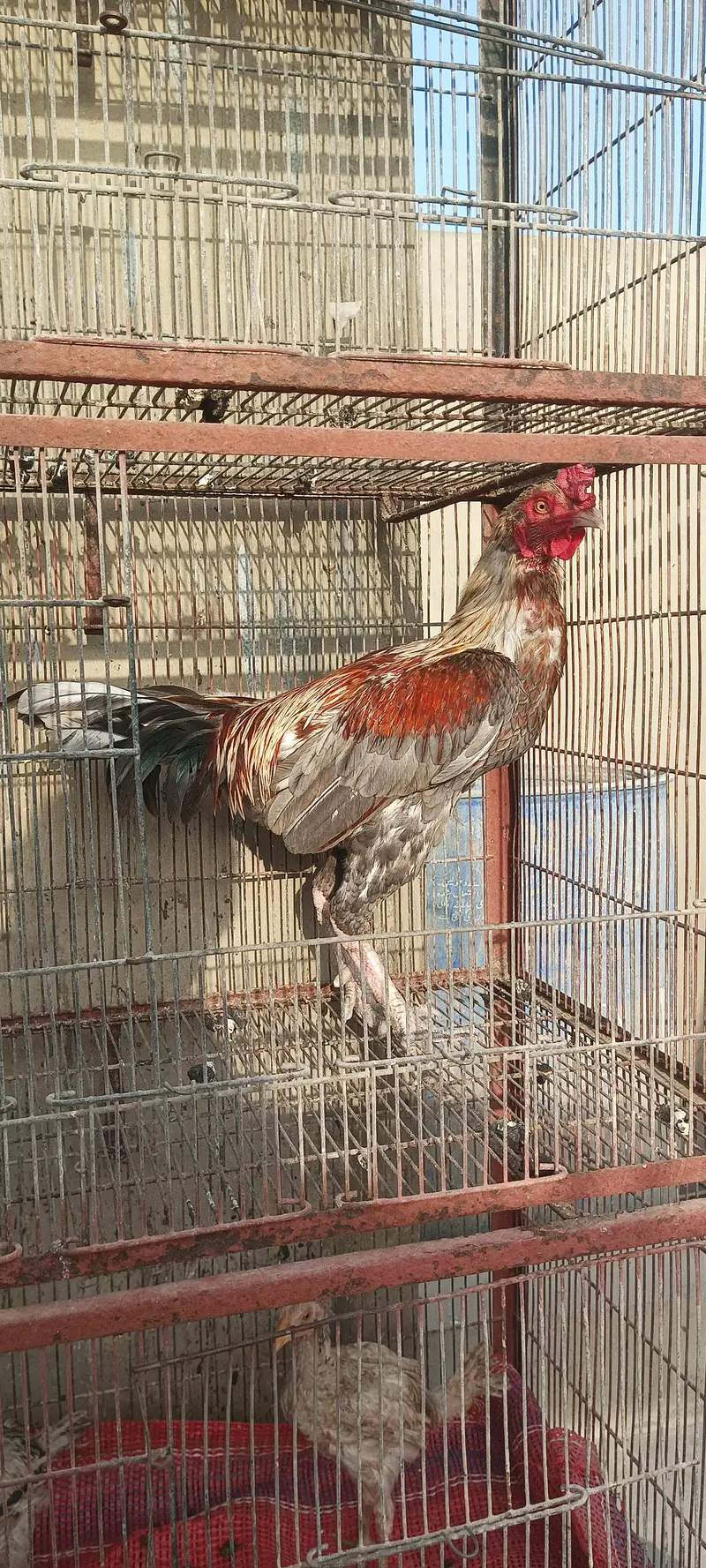 4 Aseel Nasali Murgy | Different Prices — photo 4