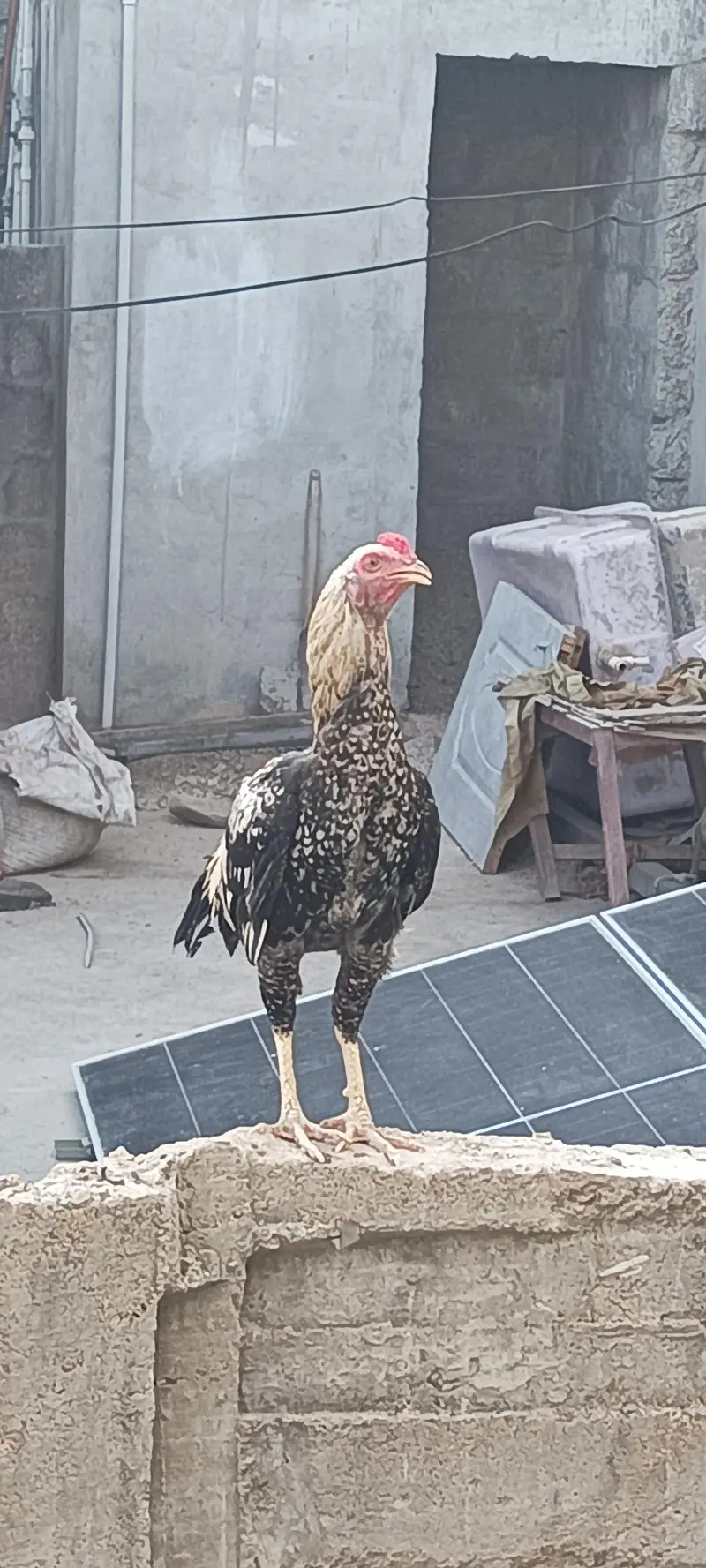 4 Aseel Nasali Murgy | Different Prices — photo 5