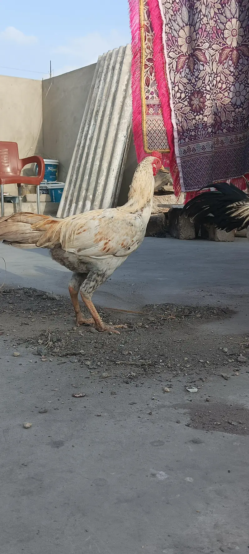 4 Aseel Nasali Murgy | Different Prices — photo 8