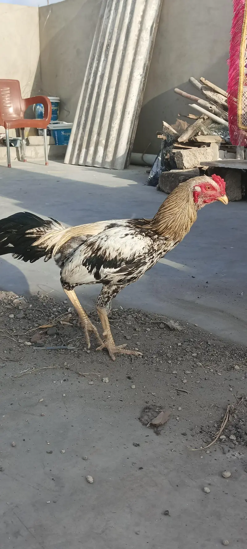 4 Aseel Nasali Murgy | Different Prices — photo 9