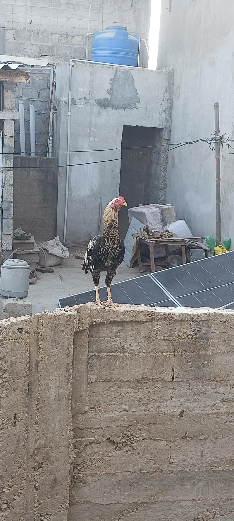 4 Aseel Nasali Murgy | Different Prices — photo 10