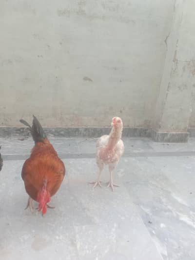 Aseel fimale mianwali for sale