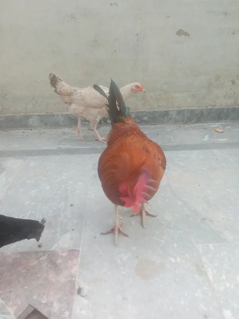 Aseel fimale mianwali for sale — photo 2