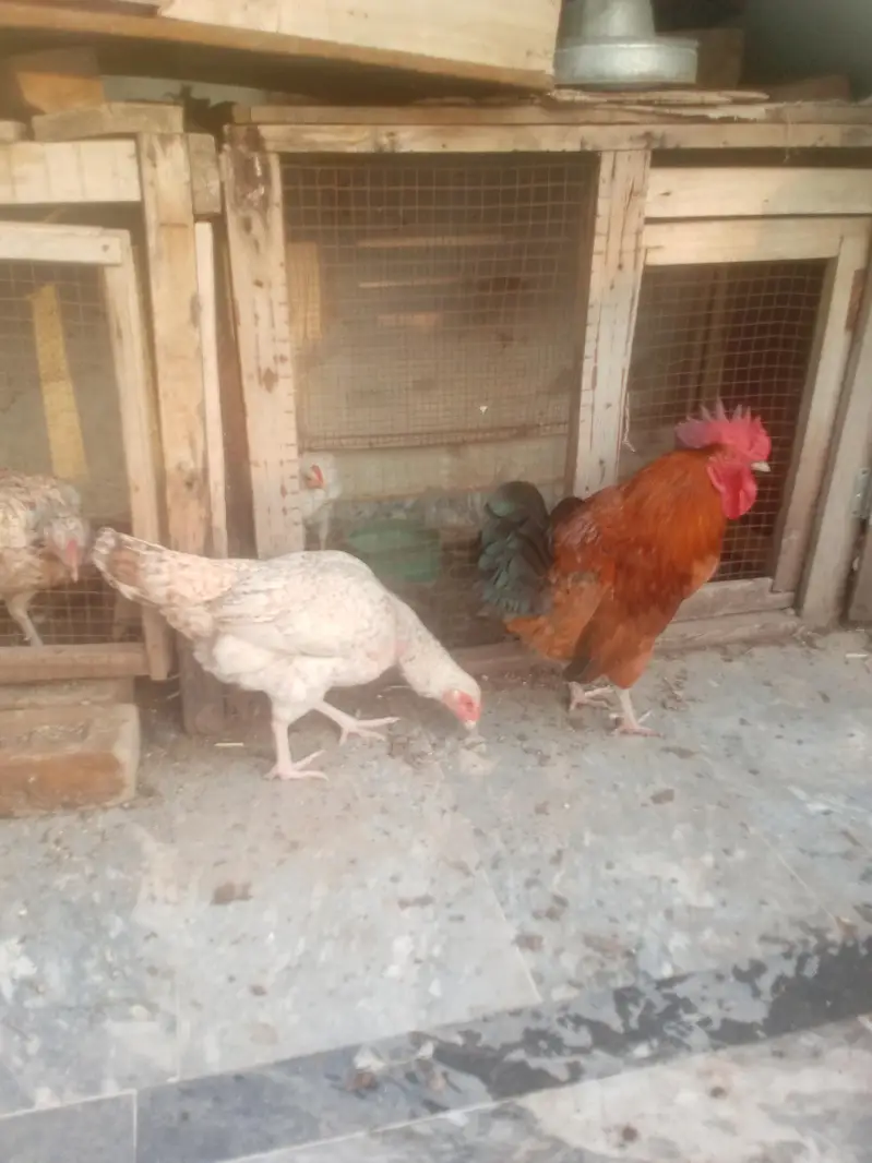 Aseel fimale mianwali for sale — photo 3
