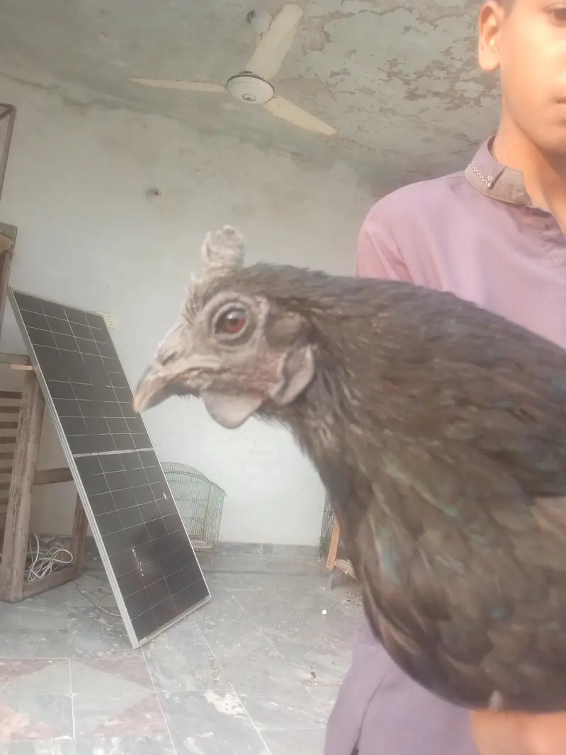 Aseel fimale mianwali for sale — photo 5