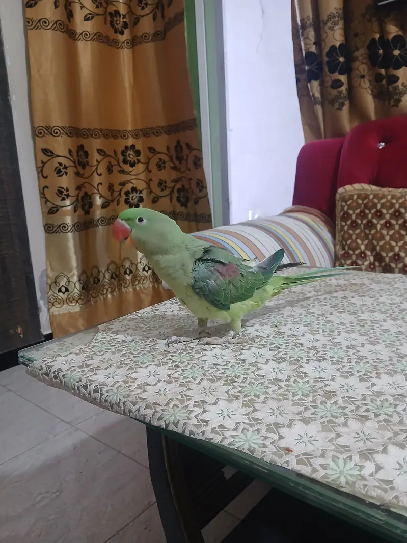 RAW PARROT FOR SALE — photo 2