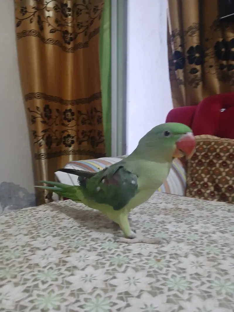 RAW PARROT FOR SALE — photo 3
