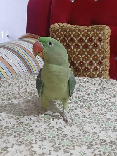 RAW PARROT FOR SALE