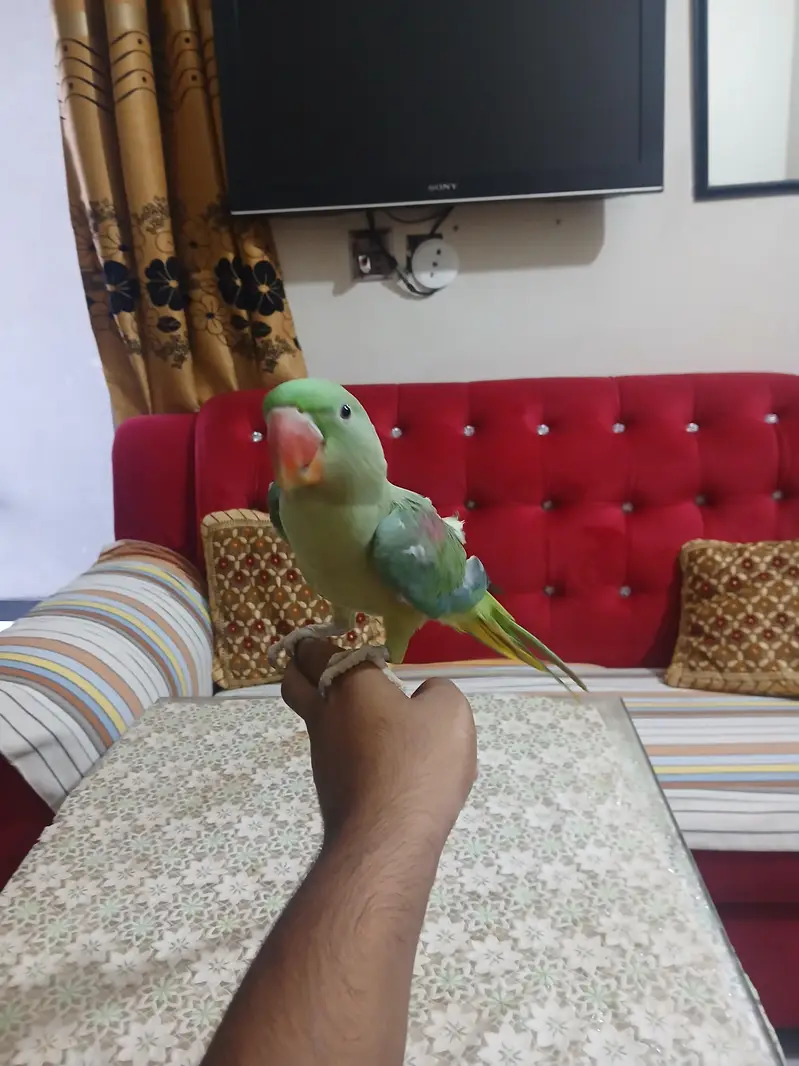 RAW PARROT FOR SALE — photo 4