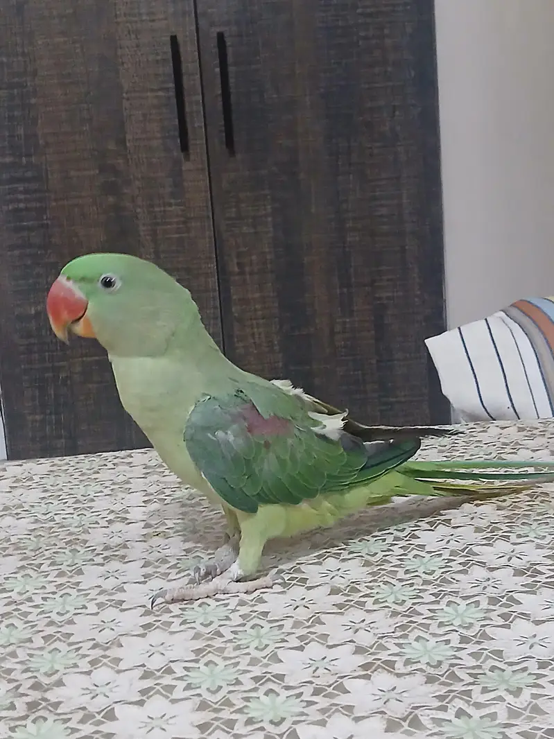 RAW PARROT FOR SALE — photo 5