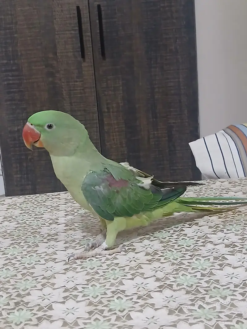 RAW PARROT FOR SALE — photo 6