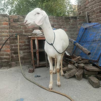 White dumba male