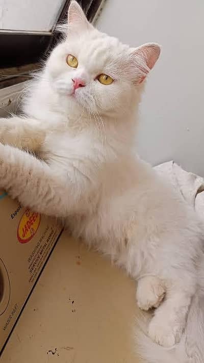 persian cat healthy and fresh