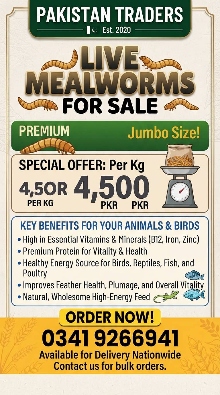 Live mealworm 0