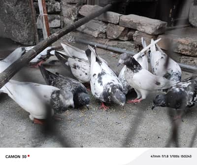 urgent for sale 13 Dany