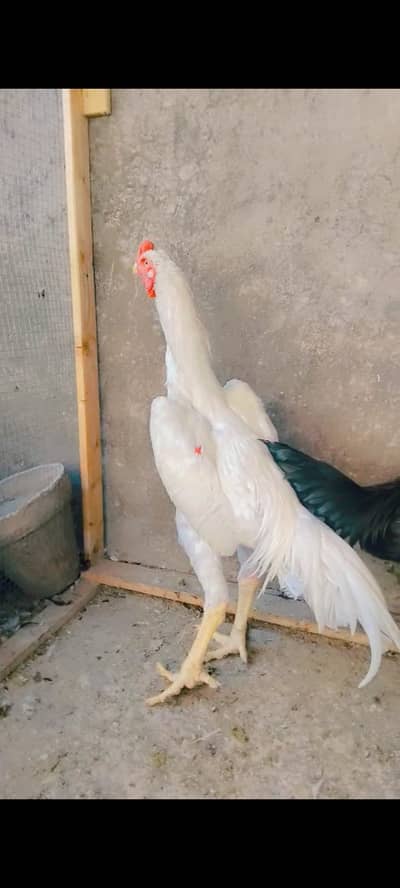 Pure White Heera Aseel Patha for Sale | 8 Months | Paper White | Long