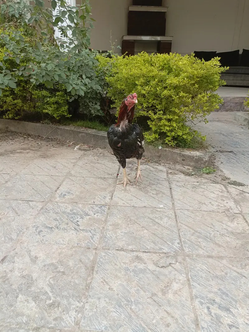 Aseel amroha murgha — photo 2