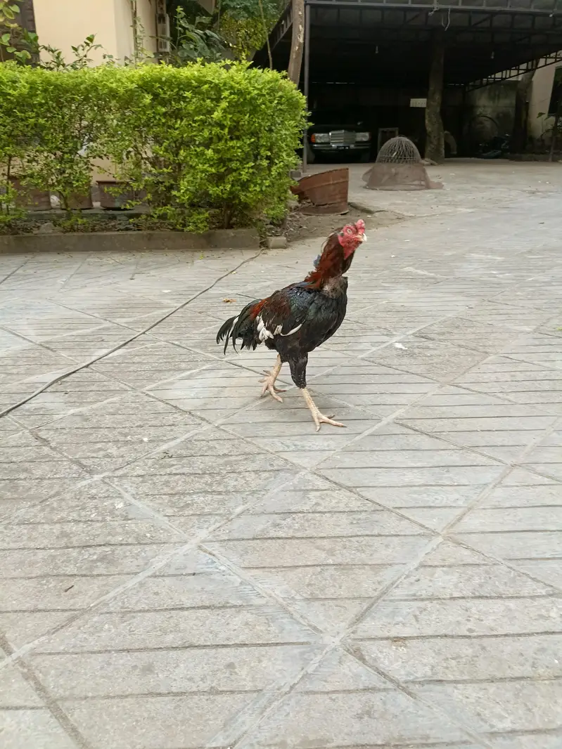 Aseel amroha murgha — photo 3