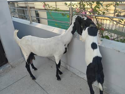 Milking Goat with path(4 months)