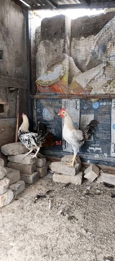 golden misri hens