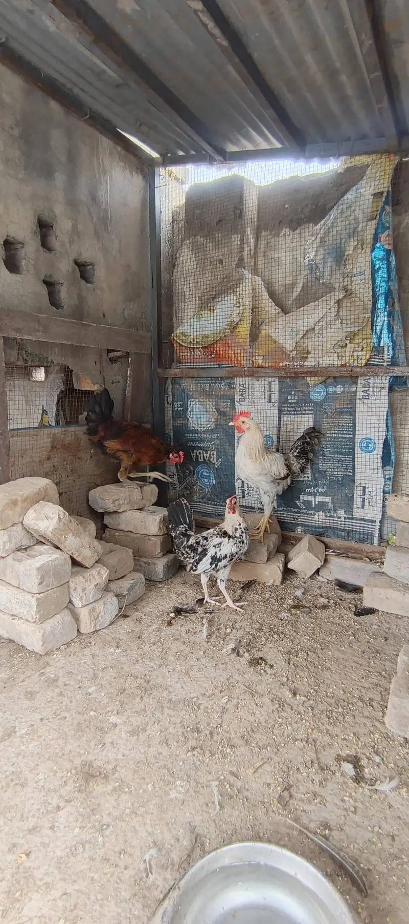 golden misri hens — photo 2