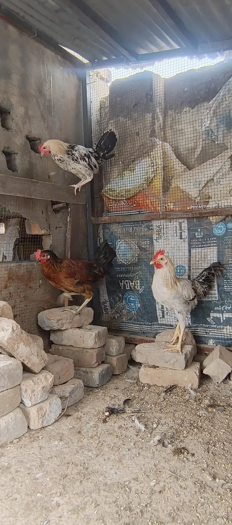 golden misri hens — photo 3