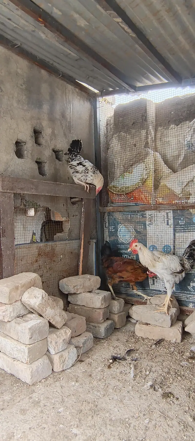 golden misri hens — photo 4