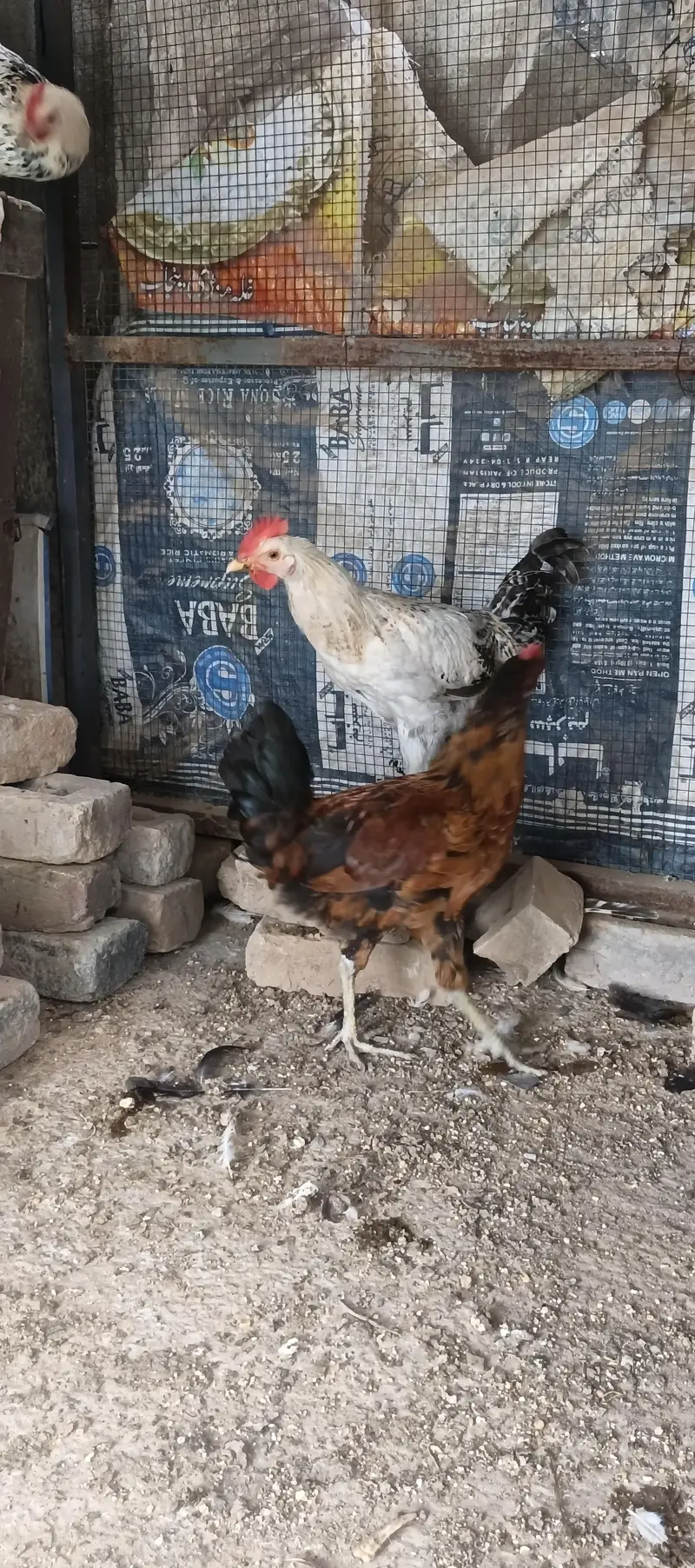 golden misri hens — photo 5