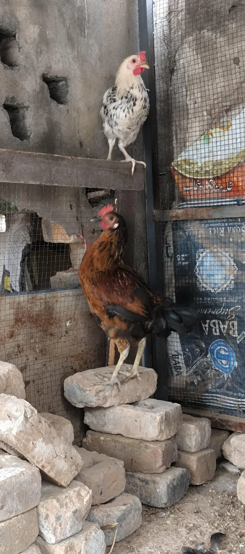 golden misri hens — photo 6